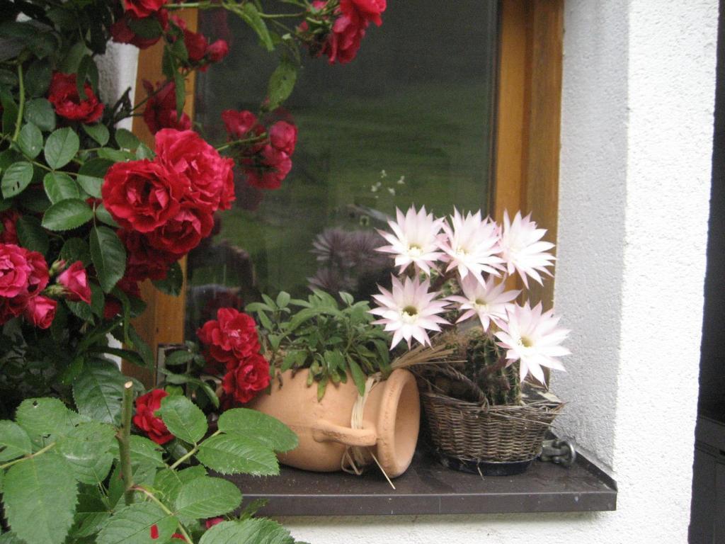 Hinterankerwald Apartment Walchsee Exterior photo
